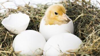 Цены на яйца и птицу российские производители пообещали придержать