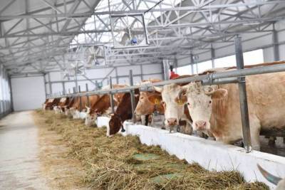 В Саратовской области коров начали доить роботы