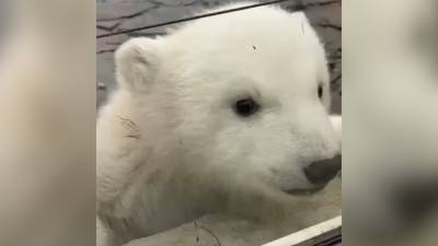 Белый медвежонок в Ростовском зоопарке впервые вышел на прогулку с мамой.