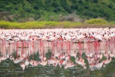 В Кении зафиксирована массовая гибель фламинго