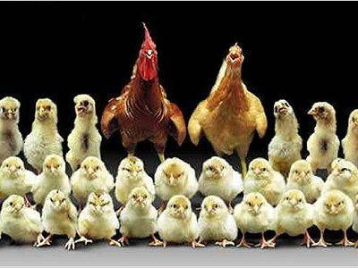 Минсельхоз и производители договорились о сдерживании цен на мясо птицы и яйца