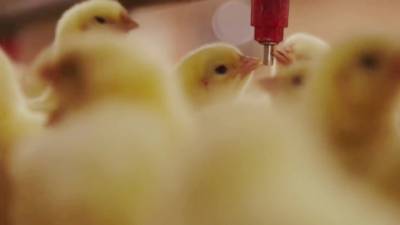 Новости на "России 24". Птицеводческие предприятия договорились о сдерживании роста цен на мясо и яйца