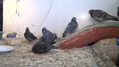 Вести. В Первоуральске однокомнатная квартира превратилась в приют для птиц