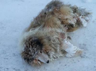 В Челябинской области кинолог спас замерзающего пса
