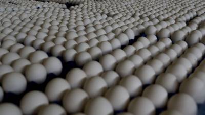 Производители мяса птицы и яиц в России хотят заморозить отпускные цены