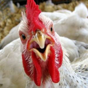 Из-за угрозы птичьего гриппа в Запорожской области проверяют птицефабрики