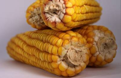 Мнение: Меньший урожай кукурузы не спровоцирует рост цен в конце сезона