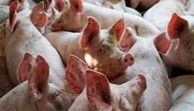 Эксперты прогнозируют рост цен на свинину
