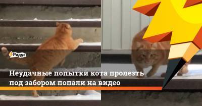 Неудачные попытки кота пролезть под забором попали на видео