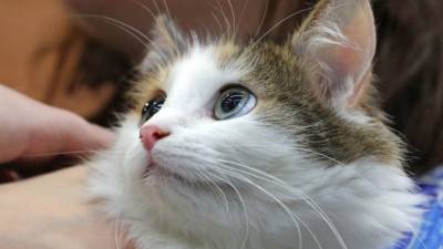 Специалистов по подсчету котов ищет в Москве Фонд защиты городских животных
