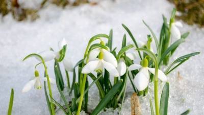 Аналитики назвали дату прихода весны в разные регионы России