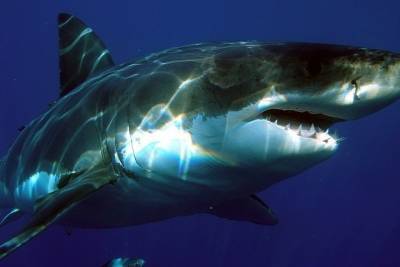 Близ Новой Зеландии обнаружили огромную светящуюся акулу