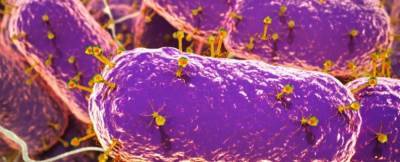 Ученые обнаружили в кишечнике человека 140 тысяч видов вирусов