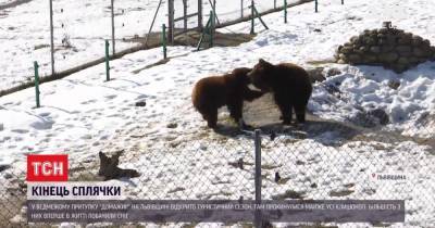 Во Львовской области медведи из приюта проснулись от спячки и удивились снегу