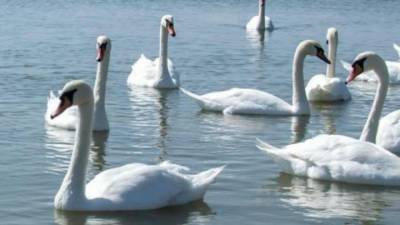 На Херсонщине – птичий грипп: из-за этого погибли десятки лебедей