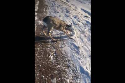 В Казахстане местные жители спасли косулю с налипшим на морду льдом