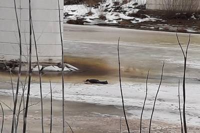 Устанавливается личность мужчины, тело которого нашли под мостом в Тверской области