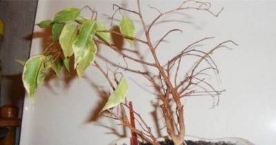 5 капризных комнатных растений, приобретение которых как деньги на ветер