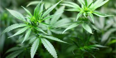 Аваков о легализации марихуаны: Это дорога к более тяжелым наркотикам