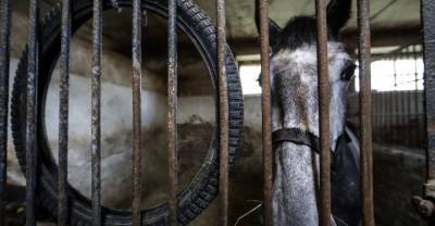 Лошадь причинила тяжёлые увечья 11-летней девочке на конюшне под Иваново