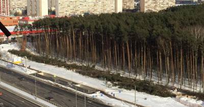 Московские власти незаконно вырубают краснокнижный лес под новую трассу