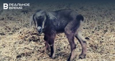 В казанском зооботсаду родились четыре камерунских козленка