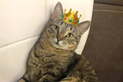 Новым финалистом конкурса «Главный котик Омска» стал Серый с короной на голове