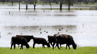 На востоке Австралии проводится эвакуация из-за наводнений