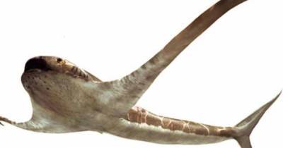 Ученые нашли в Мексике древнюю “крылатую” акулу