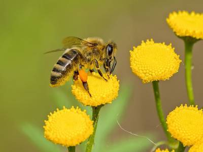 Агро - Могут помнить человеческие лица: 6 удивительных фактов о пчелах, которые вы могли не знать - 24tv.ua - Новости