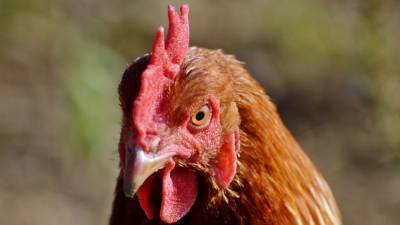 Пожар на птицеферме в Приморье привел к гибели тысячи кур