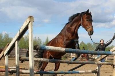 11-летняя ивановка получила травму, попав под лошадь