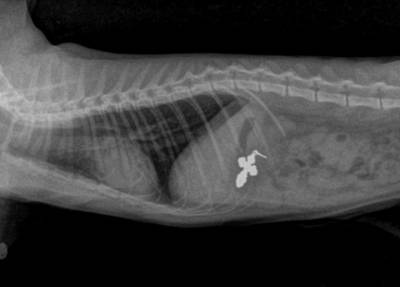 Играл и съел: ветеринары в Первоуральске спасли проглотившего крестик котенка