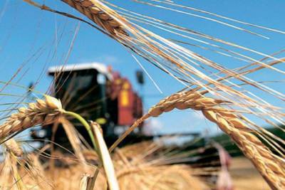 Украина снизила экспорт зерновых на 22,7%