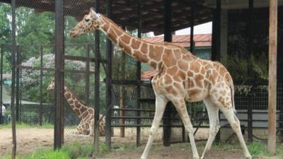 Защищающий от гипертонии ген обнаружили в ДНК жирафа
