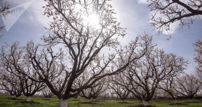 В Арарате начали цвести абрикосовые деревья – главный синоптик Армении выложил фото