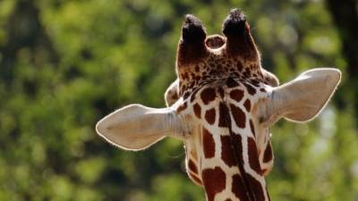 Биологи узнали, как жираф справляется с высоким давлением