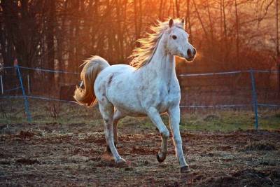 В Ивановской области 11-летнюю девочку затоптала лошадь