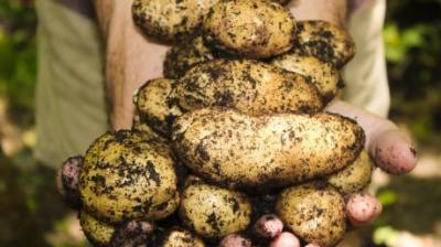 Россельхознадзор: посадка своего семенного картофеля может повлечь штраф