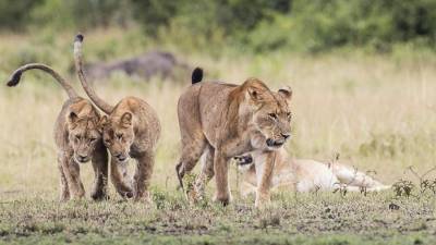 Браконьеры убили шесть львов в заповеднике Уганды