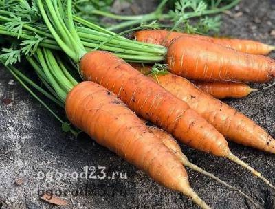 Посадка моркови весной в открытый грунт: сроки, уход, вредители