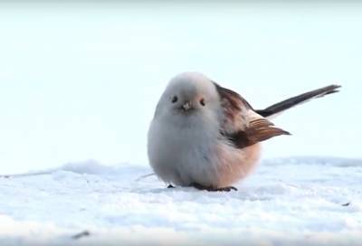 Видео: ополовнички умиления, или как в Петербурге уровень «милоты» птичками измерили