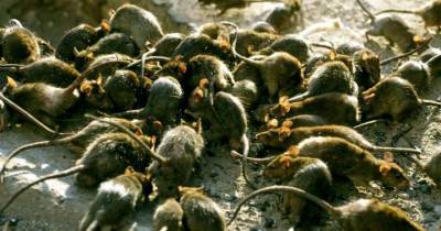 Австралию атакуют полчища агрессивных крыс (фото)