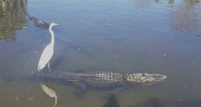 Наглая и бесстрашная: цапля покаталась на крокодиле. Видео