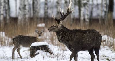 Охота на благородных оленей: в Ауцском крае задержали браконьеров