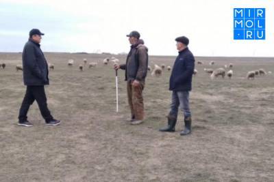 В овцеводческих хозяйствах Дагестана появились более 376 тысяч ягнят