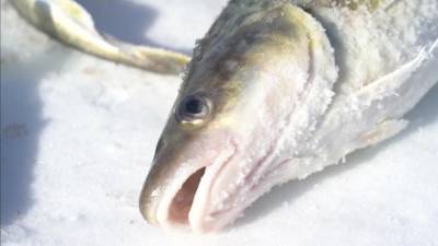 "Клевая Колыма": рыбацкая удача и вкусная уха