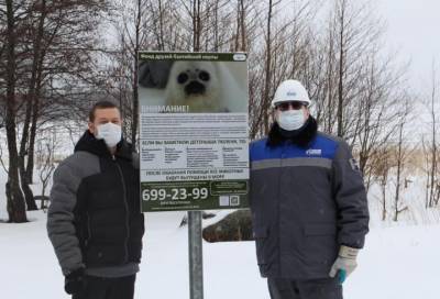 На побережье Финского залива установлены знаки, сообщающие что делать, если вы нашли детёныша тюленя