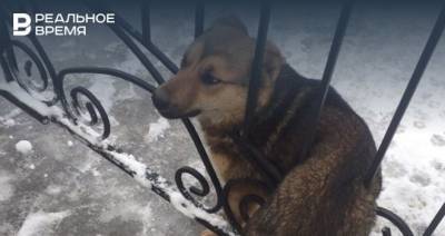 В Казани спасли собаку, которая застряла в решетке забора