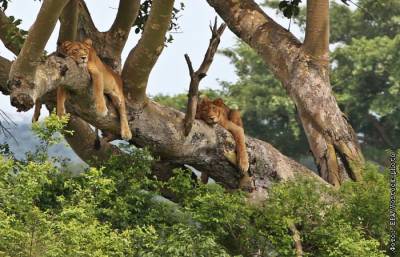 Шесть львов найдены мертвыми в заповеднике Уганды